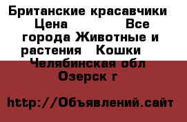 Британские красавчики › Цена ­ 35 000 - Все города Животные и растения » Кошки   . Челябинская обл.,Озерск г.